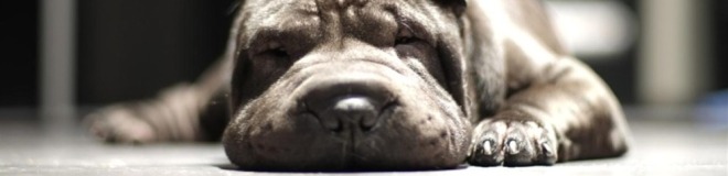 Стрижка когтей у собак